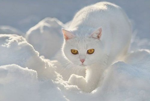 Кошки играют в снежную погоду (16 фото)