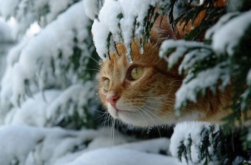 Кошки играют в снежную погоду (16 фото)